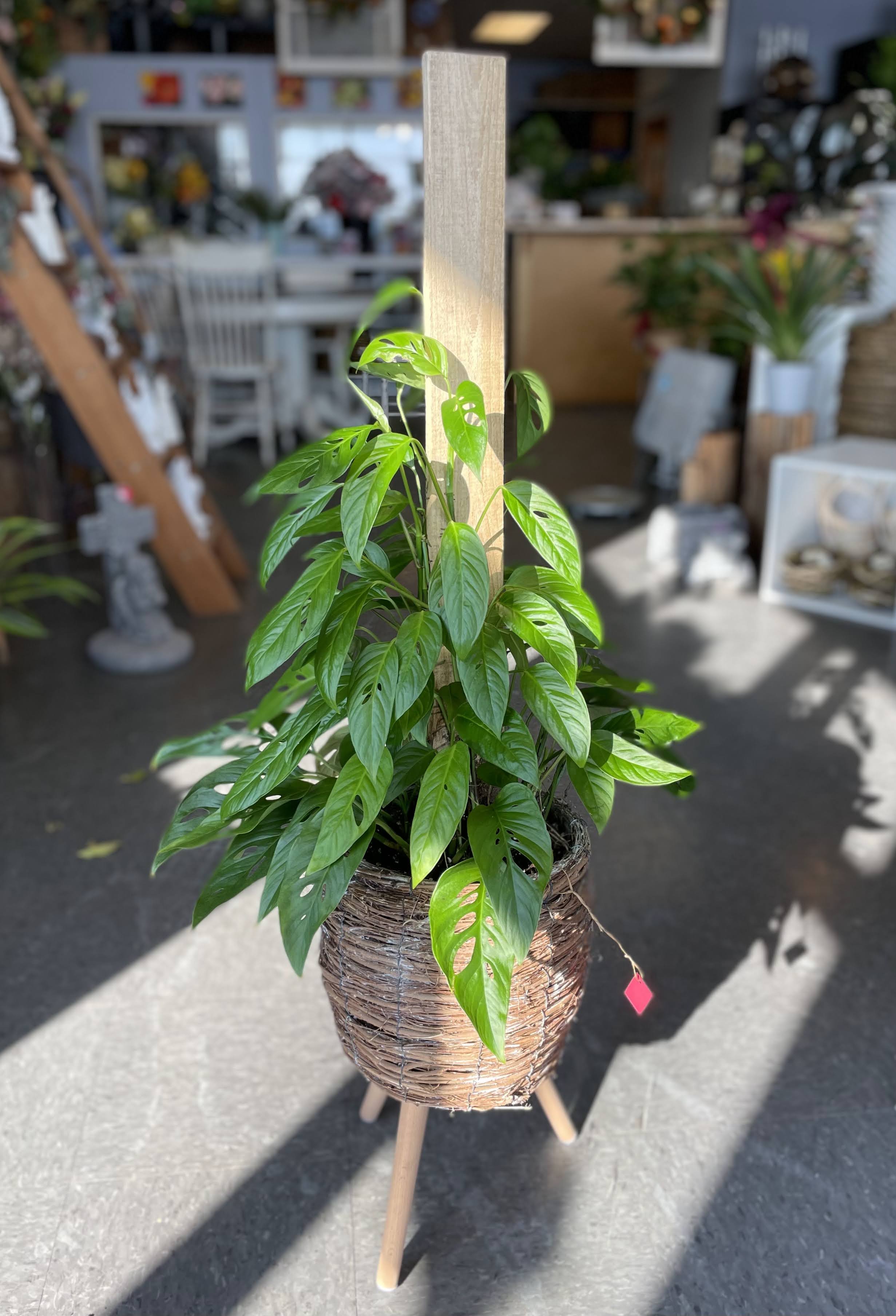 Large Swiss Cheese Philodendron Plant by Rens Floral