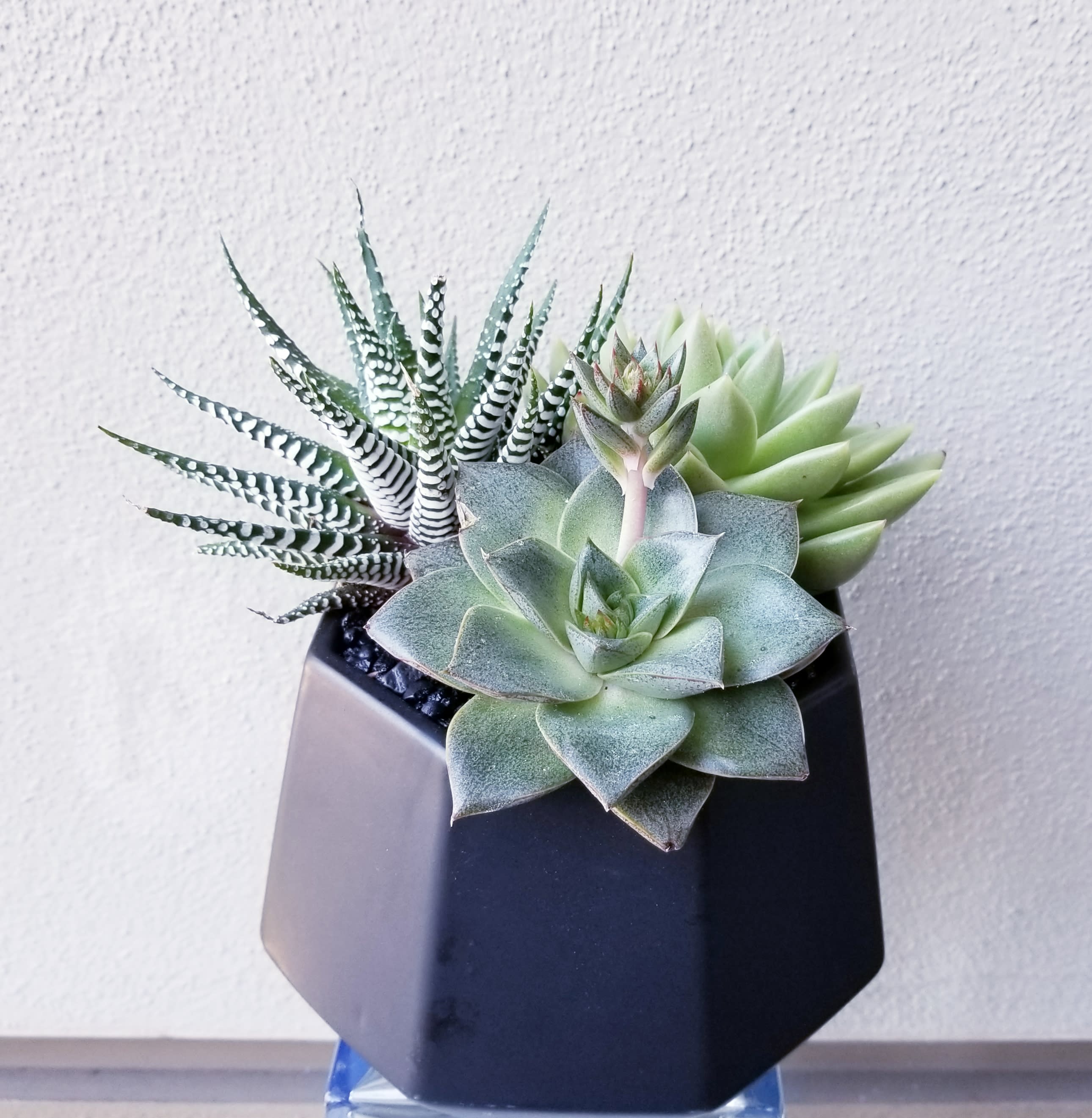 Succulent Trio in Black Ceramic - Three assorted succulents in a black ceramic pot with black gravel rocks on top.