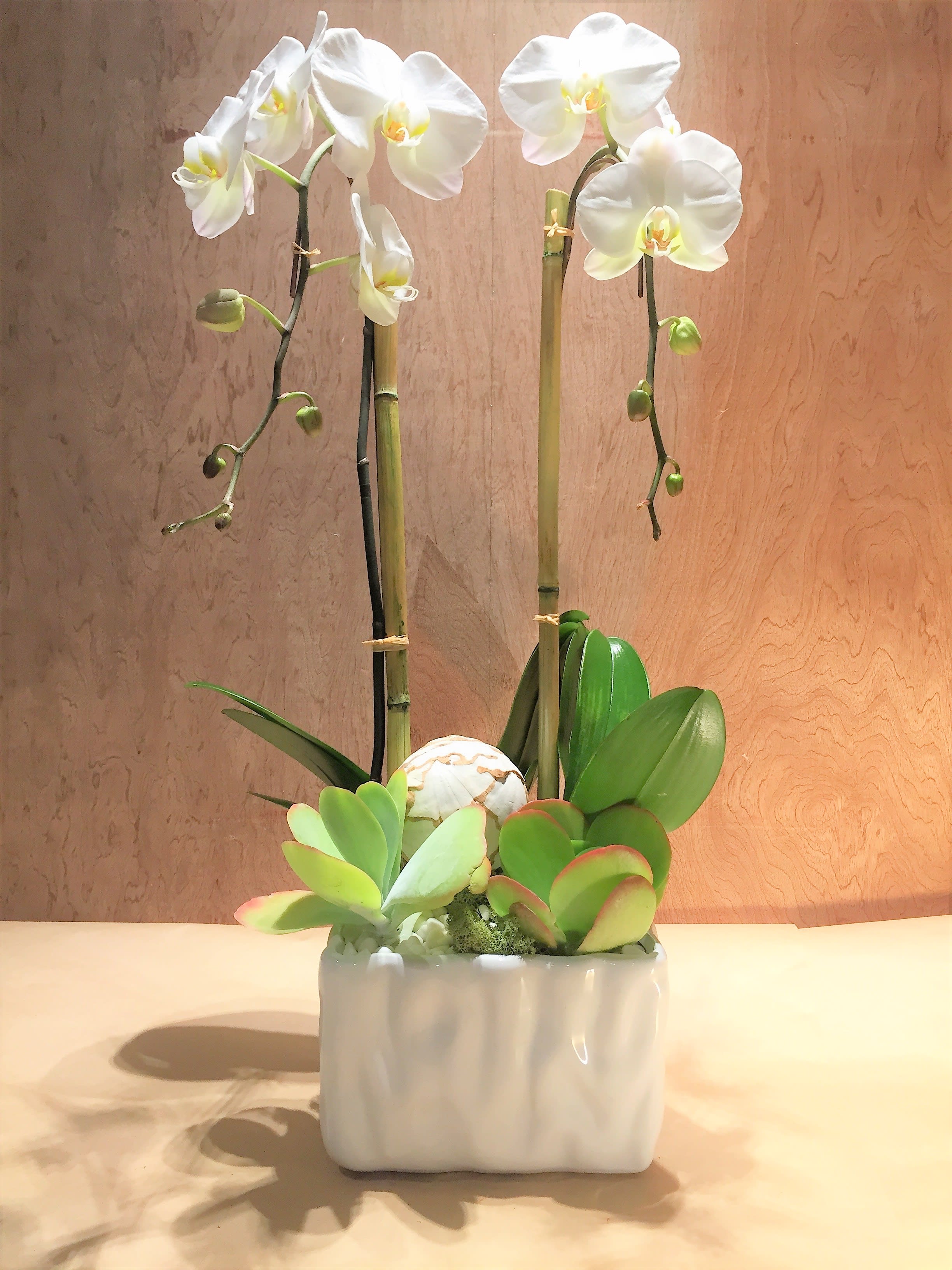 Toluca - Double orchid plant arrangement with succulents and natural bamboo with an authentic style.  