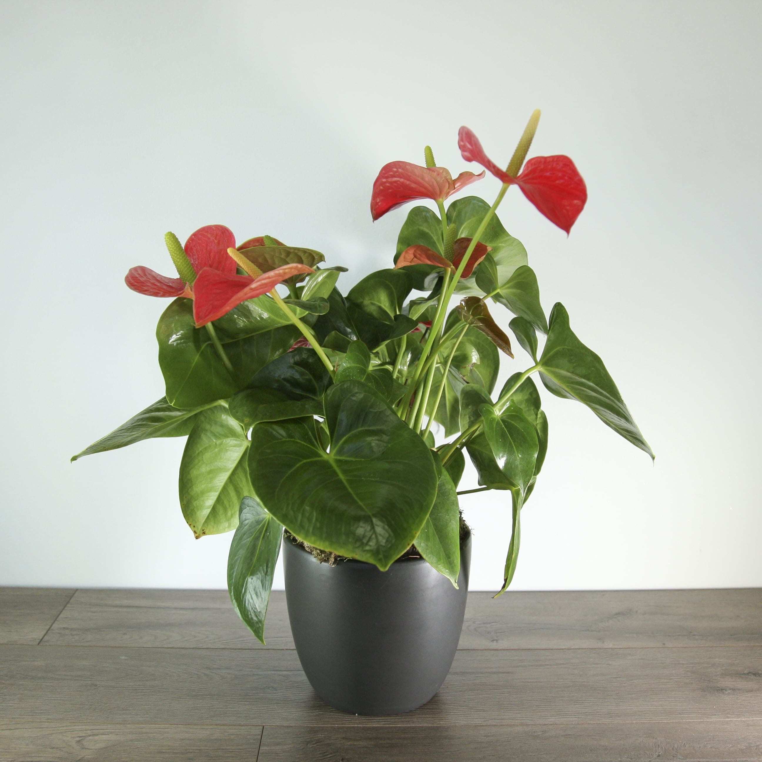 Potted Anthurium (EXP 05) Potted Anthurium (EXP 05) - The tropical plants anthuriums, also known as the flowers of everlasting love, are a hardy and long-lasting plant. Their heart-shaped flowers have different meanings, some believe the plant has the power to bring happiness, abundance, and good luck. Anthuriums make a great meaningful gift for any occasion, from sympathy to just because.
