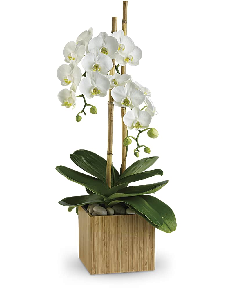 Opulent Orchids - Send Zen. A graceful white phaleanopsis orchid plant potted in a modern bamboo container is an enchanting gift for any occasion. A white phaleanopsis potted orchid plant is delivered in a bamboo container with slender bamboo support sticks.