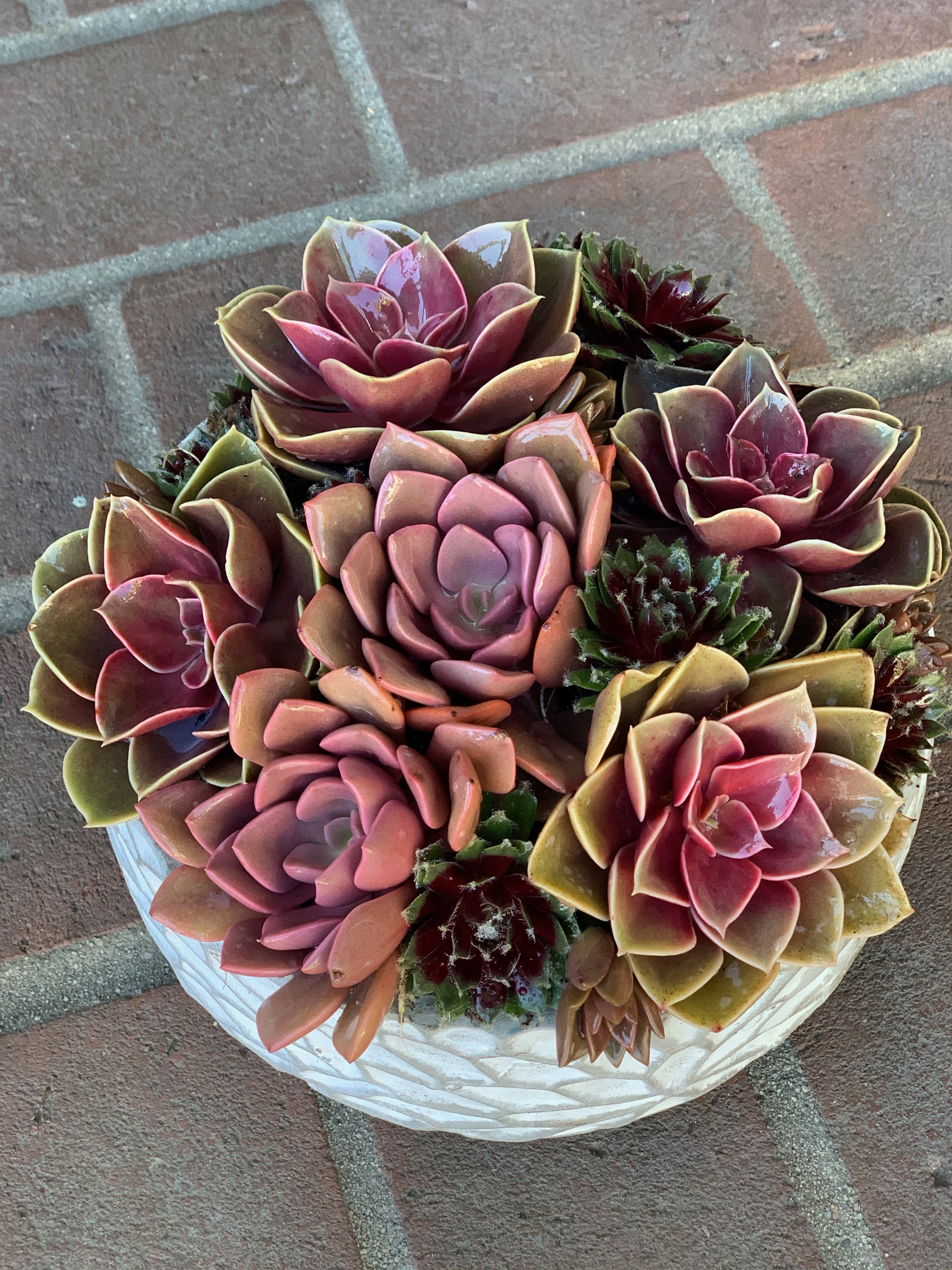 Blushing Succulents - Perfect outdoor centerpiece of blushy succulents in a grey and white chic pot...can be made with as many as 10 plants. PLEASE NOTE IF BLUSH SUCCULENTS ARE SOLD OUT WE WILL DEFER TO A MIX 