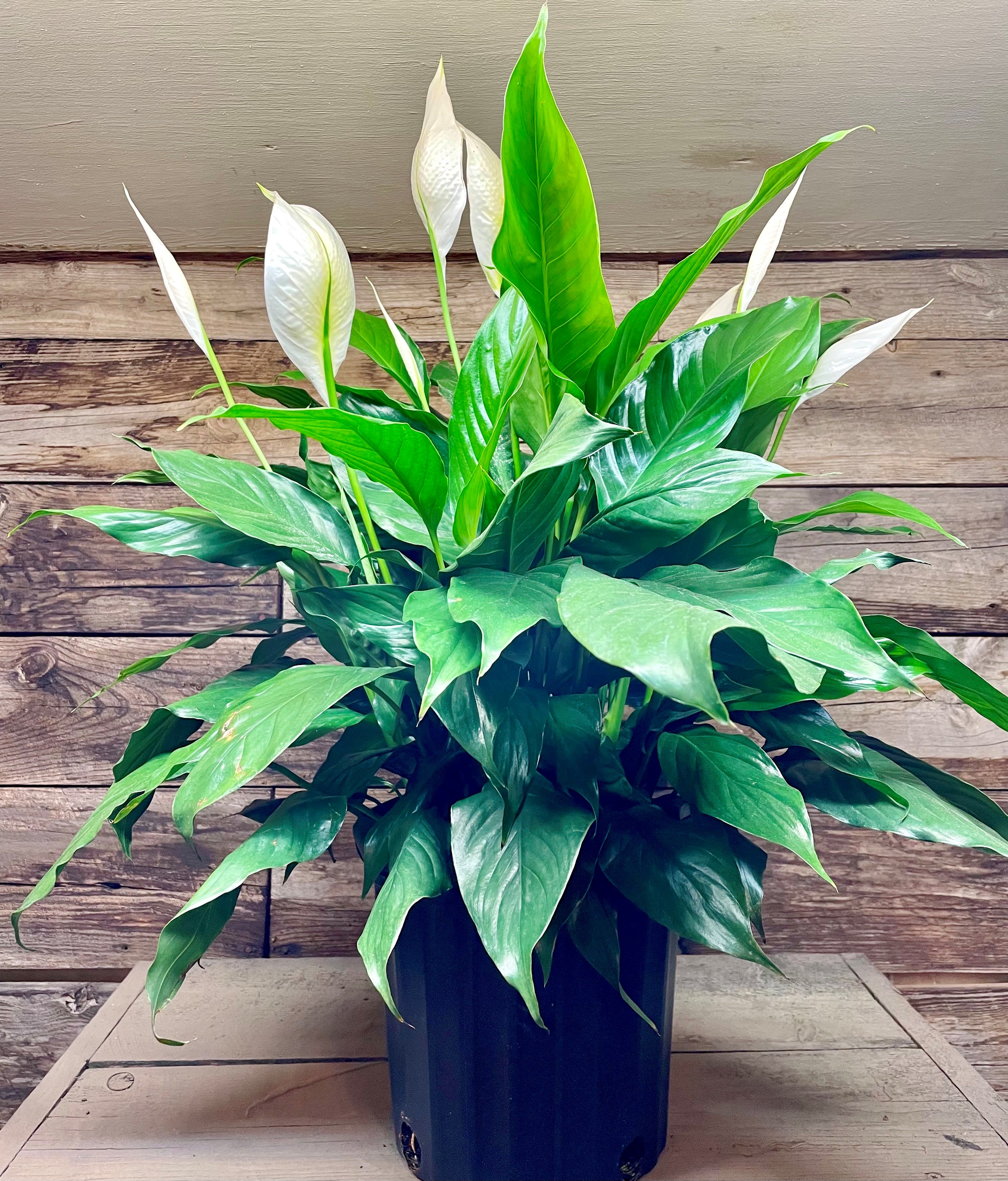 8&quot; Peace Lily (Spathiphyllum) - Peace Lily is an elegant houseplant that does best with bright, indirect light to flower. The white ‘flowers’ are actually a spathe or modified leaf that covers the cream-colored spadix, a cluster of very small, true flowers.