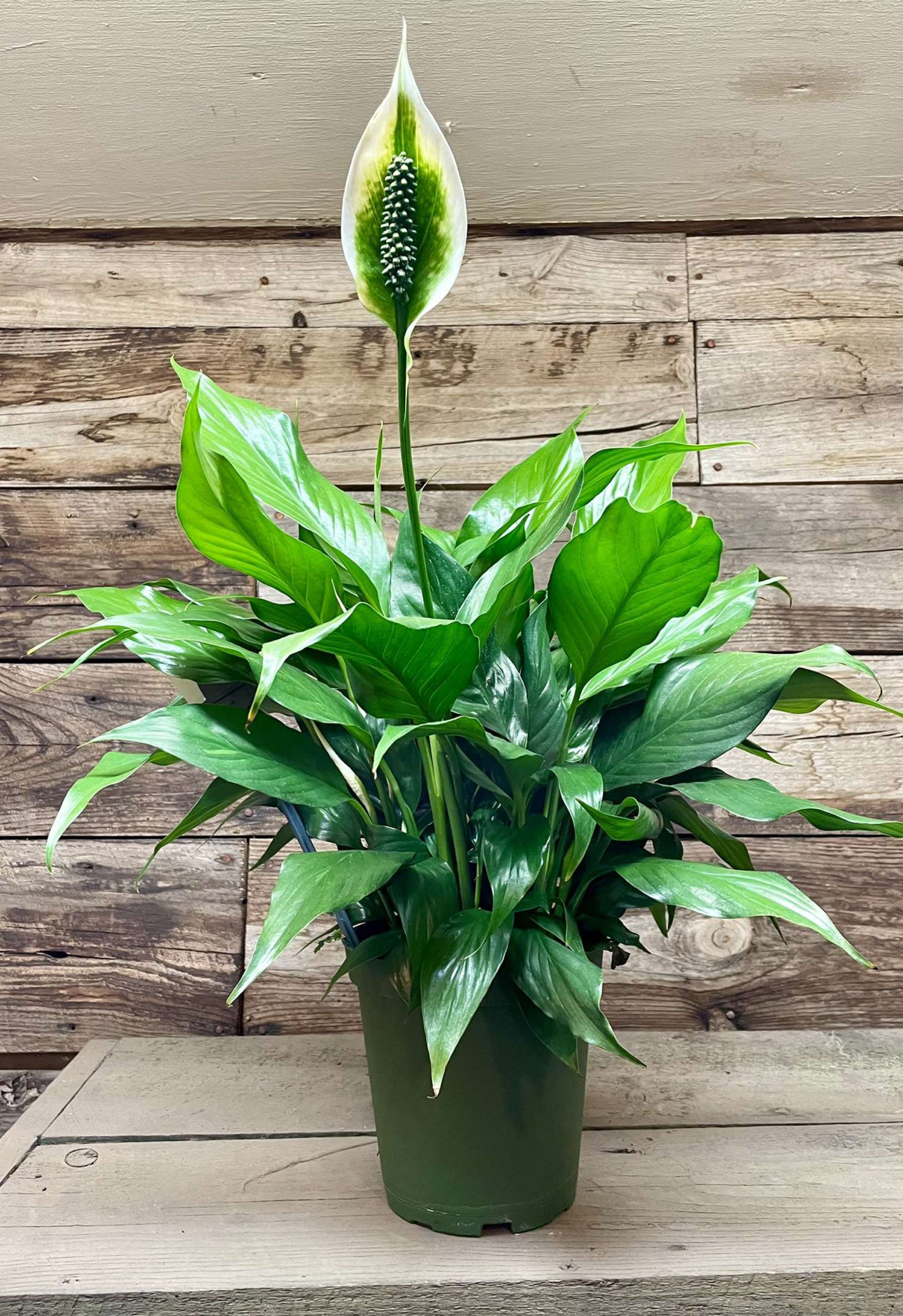 6 Peace Lily Spathillyum in Staples MN Williams Floral Nursery