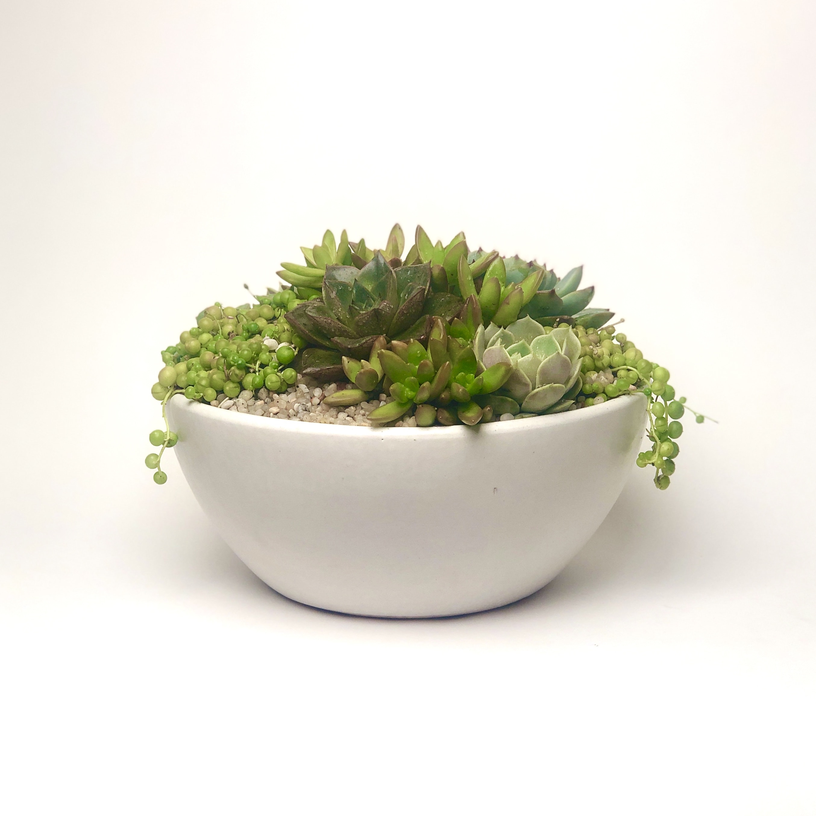 Lush Succulent Garden in White Bowl  - This is a smooth off-white bowl (10&quot; x 4.5&quot;), featuring a beautiful array of succulents and finished with small white/tan stones.  Pot has drainage hole.