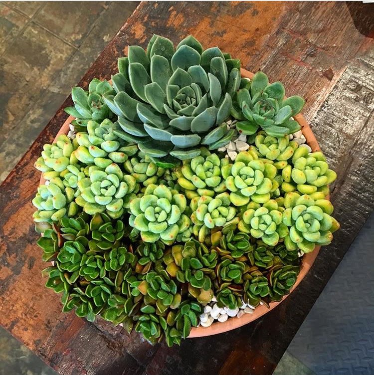 Lush Succulent Garden in Terra-Cotta Bowl Lush Succulent Garden in Terra-Cotta Bowl - A lush assortment of succulents designed with white stones in a terra-cotta bowl. Succulents may vary.