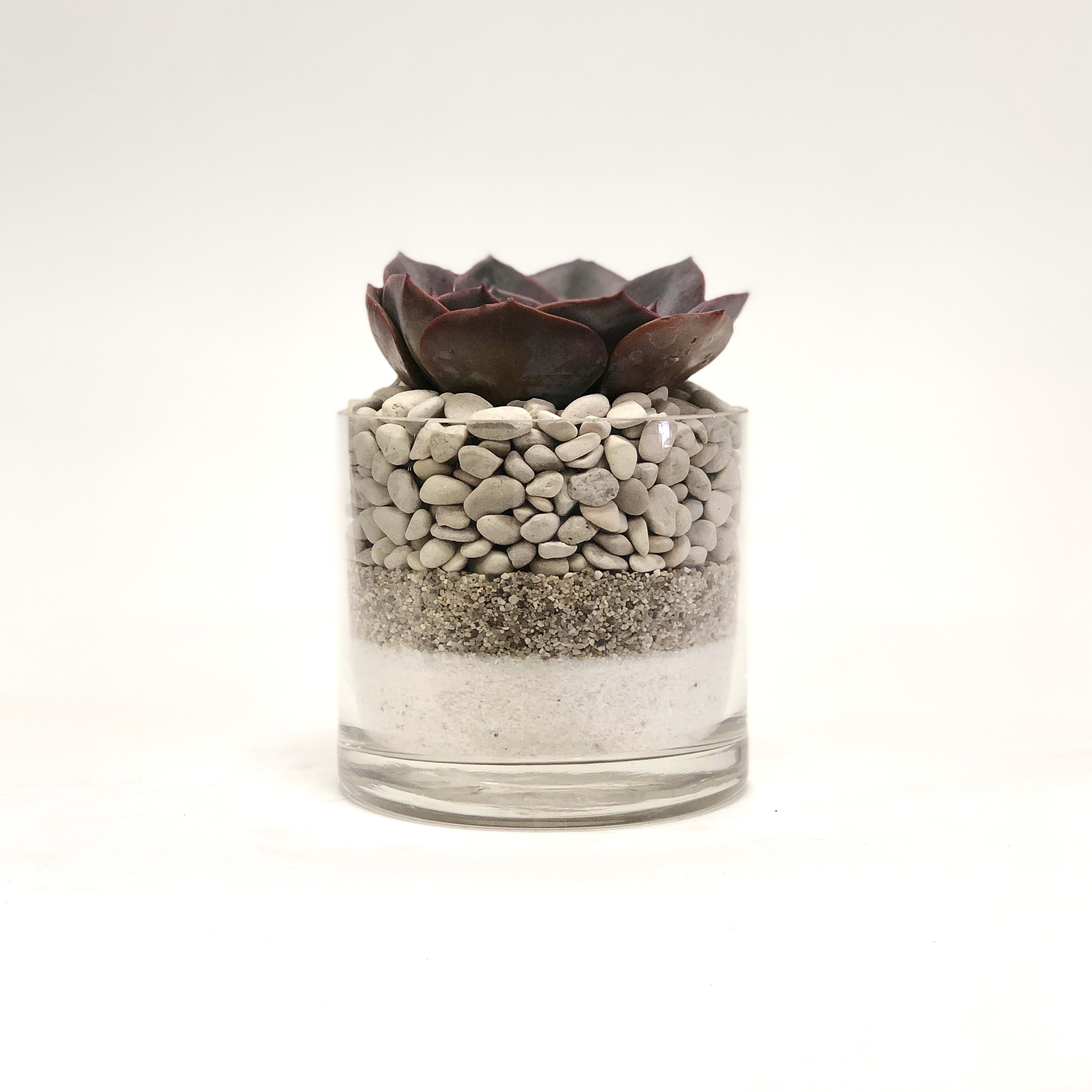 Succulent In A Cylinder Glass Vessel (Maria Mix) - Succulent in a 4x4 cylinder vase with white sand &amp; flat white pebbles. Succulents may vary.