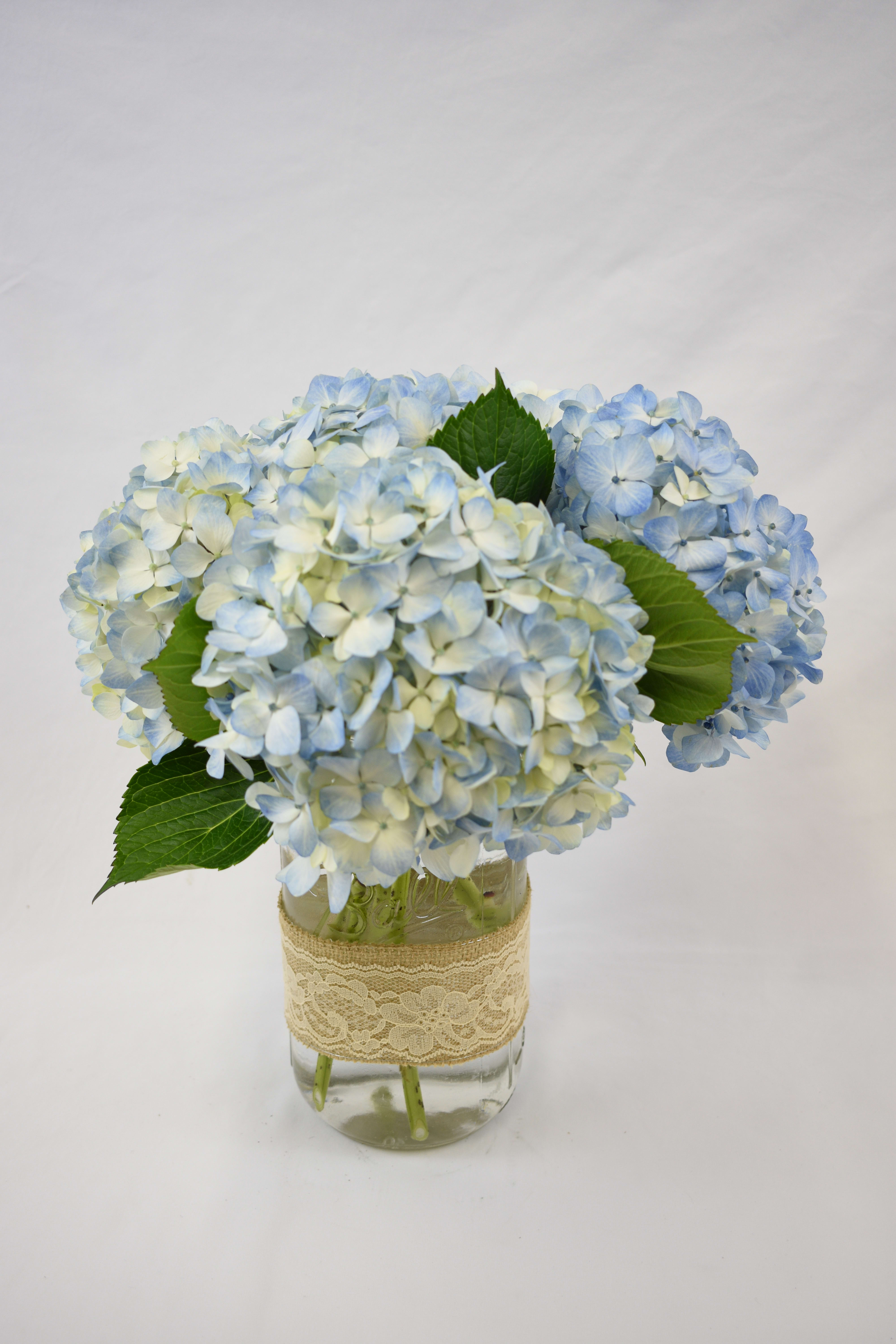 Hydrangea heaven  - A half gallon mason jar, decorated with burlap and lace, filled with beautiful hydrangeas.  