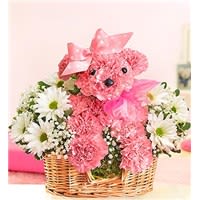 A-dog-able Baby Girl - A perfectly pink dog shaped arrangement accented with baby's breath and daisies, this sweet arrangement is perfect to celebrate a baby girl! We can also make this arrangement suitable for a baby boy, by using blue carnations instead of pink!