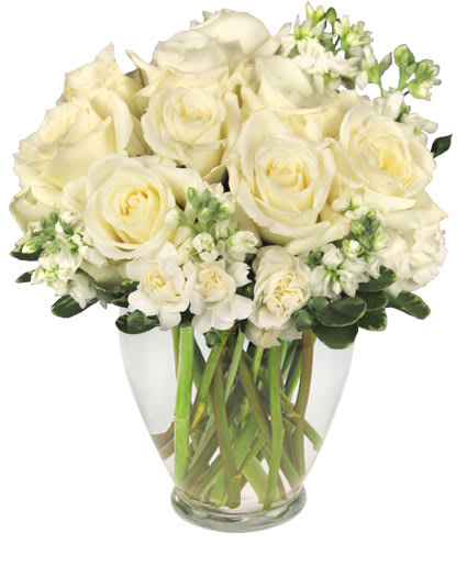 Simply White - A clean design using all white roses, white stock along with touches of greenery.