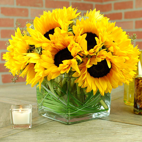 Sunshine Squared -  Acquire this Sun Flower arrangement in a square glass, with other personal filler flowers to brighten even the darkest of corners. Its dimensions are: a base of 6&quot; a head of 12&quot;, and a height of 10&quot;. Presented by My Sherman Oaks Florist. 