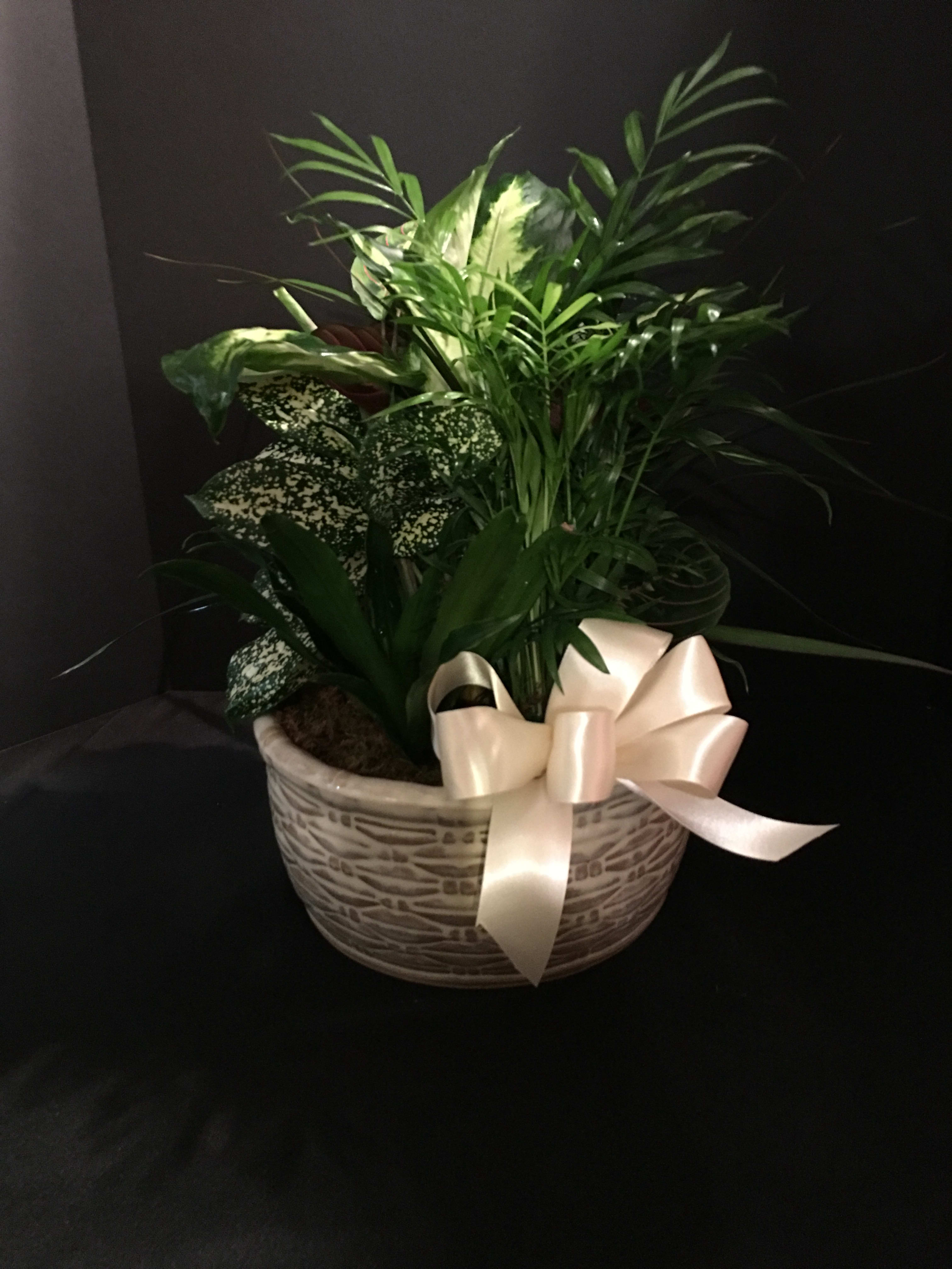Dishgarden 24 x 12 - Assorted 4inch green plants arranged in a 10 inch ceramic planter adorned with a double satin bow. 