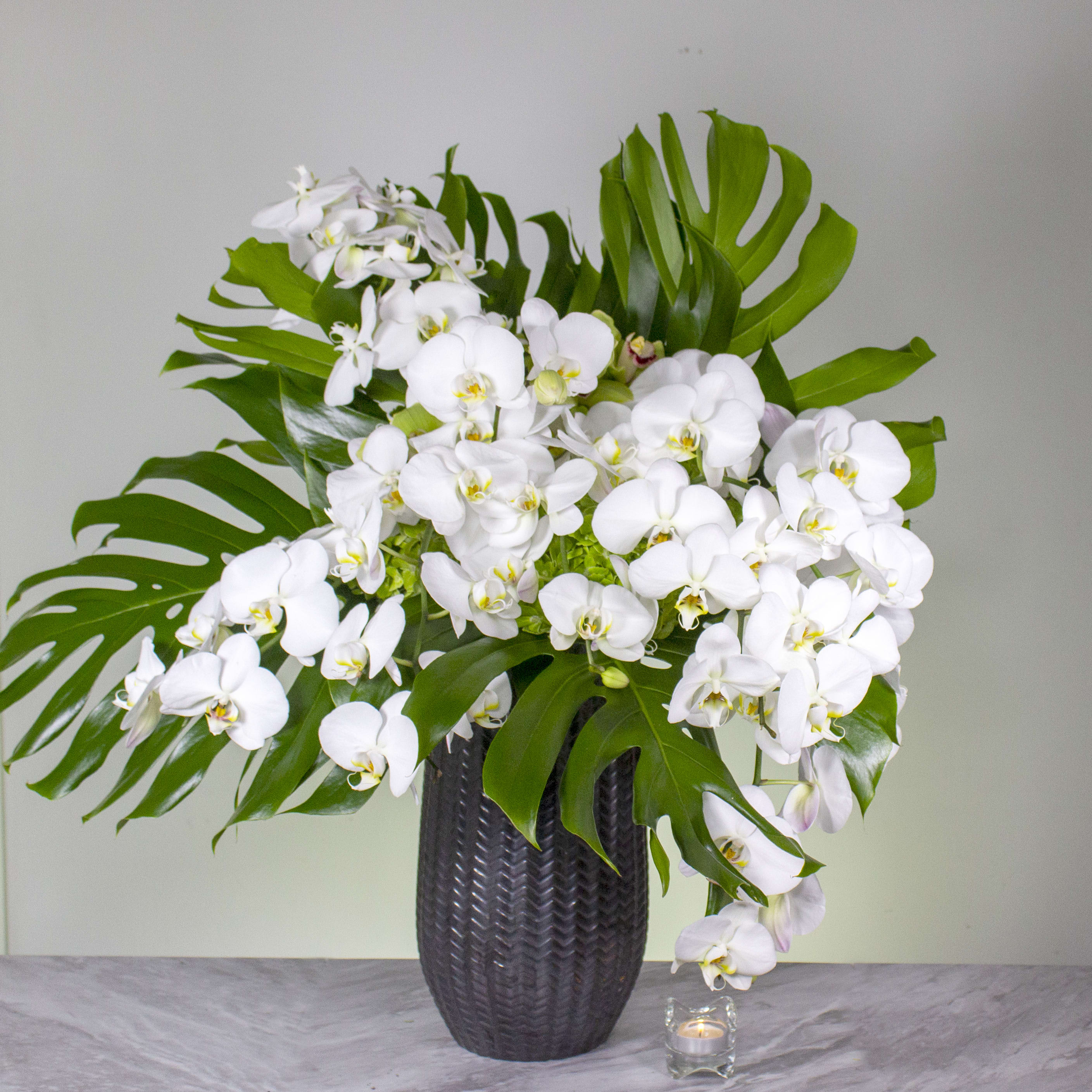 Springs of Life - When you truly want to knock them off their feet, send this wondrous arrangement! Waterfalls of white Phalaenopsis Orchids bursting out from green Hydrangeas and lime green Cymbidium Orchids framed by Palm leaves combine to create this lush bouquet of magnificence,