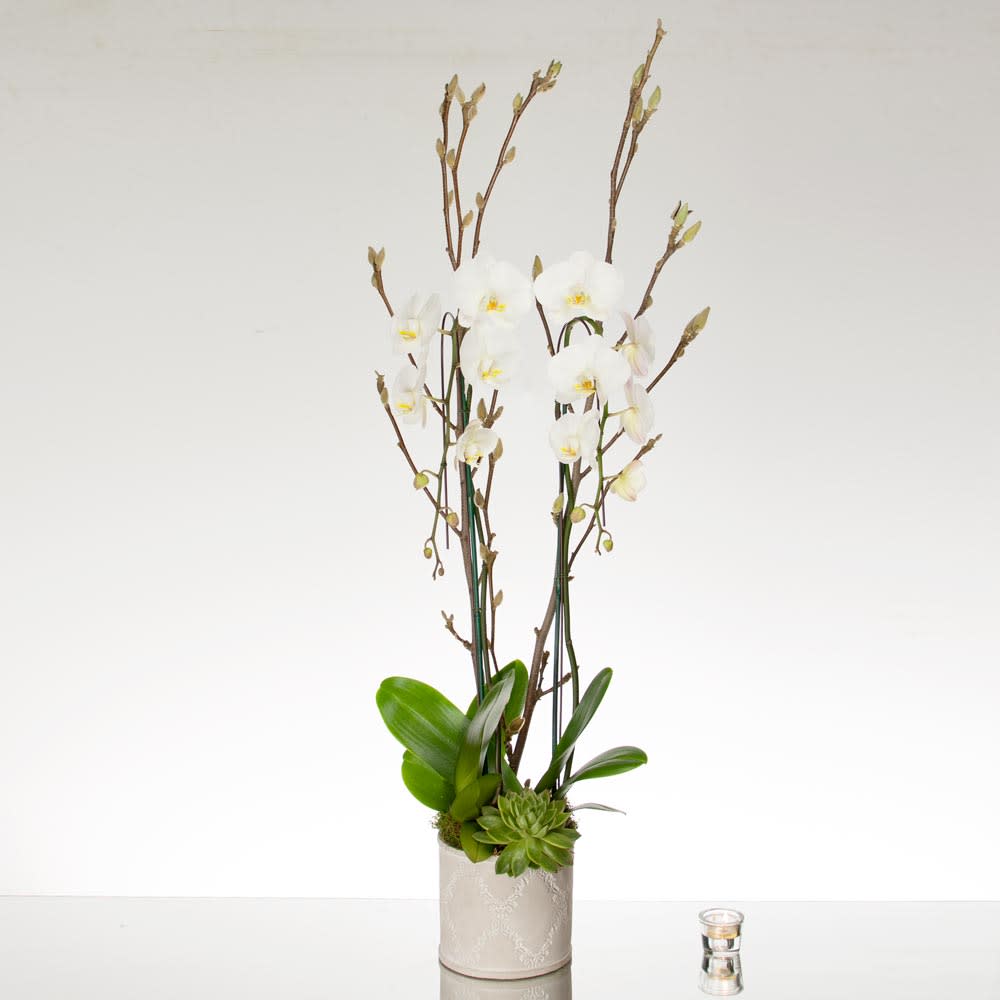 White Cascading Orchids - Simply sweet and charming..... 2 delicate White stemmed potted Orchids tower above accented by lovely greens and Succulent at it's base, all emerging from a ceramic vase. Approx: 30&quot; Tall   Deluxe 3 Spikes Orchids  Premium: 4 Spikes Orchids