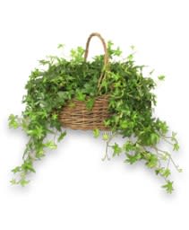 English Ivy Plant English Ivy Plant - English Ivy Plant