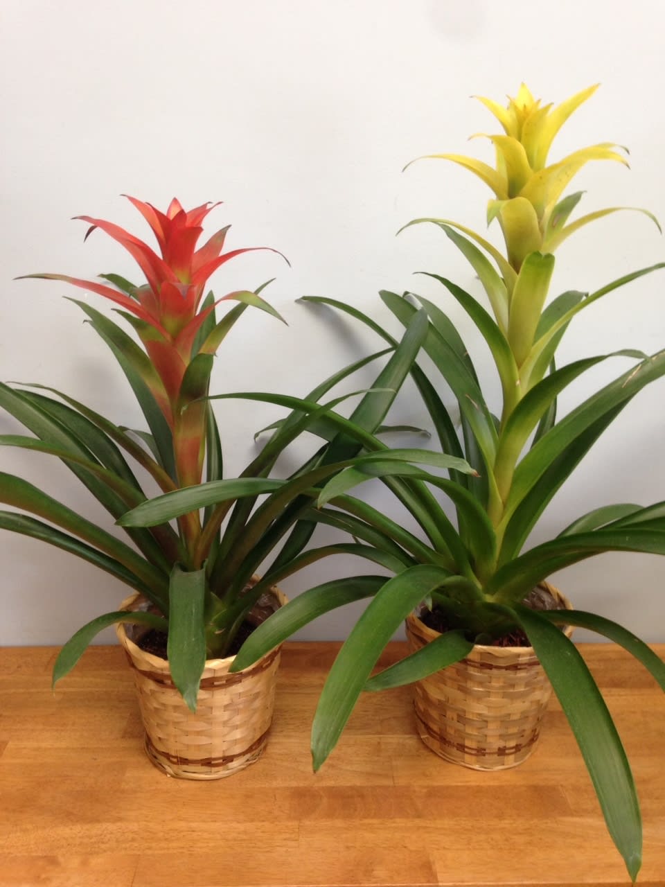 Bromeliad Plant In Basket in Cambridge, MA Coady Florist