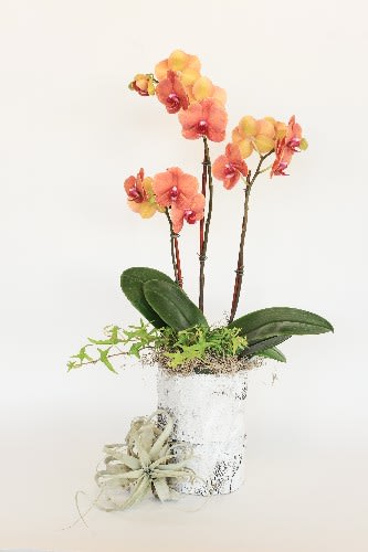 Yellow and Coral Orchid Arrangement - Beautiful orchid arrangement with yellow and coral hues in a birch wood vintage container look. (please note, the birchwood container has been replace with wooden box)  