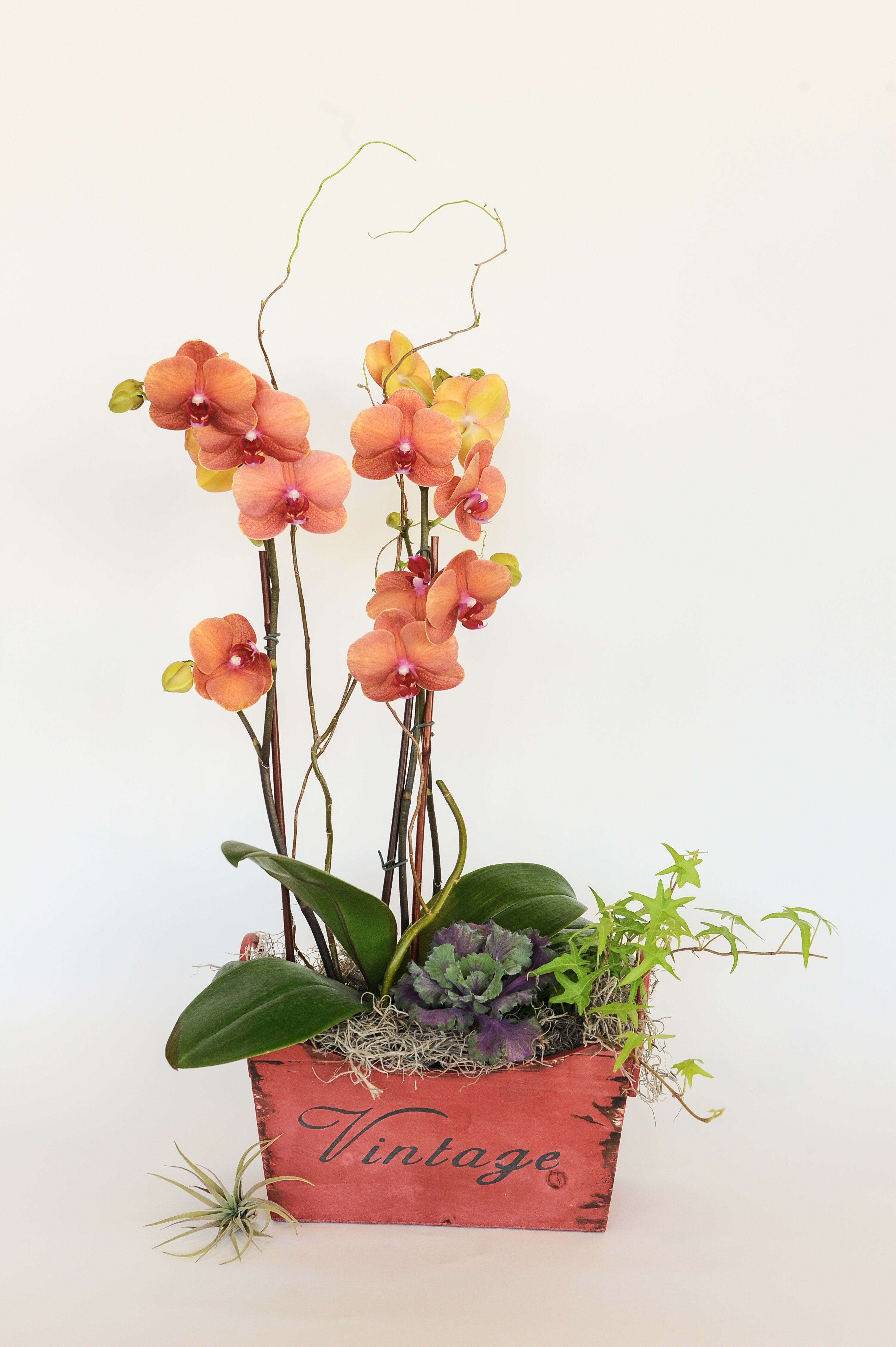 Coral Orchid Arrangement Coral Orchid Arrangement - Design with beautiful coral orchid arrangement with small plant in a vintage wooden box. Note: we have changed the container to a nicer simple/modern wooden box " - color can be pink coral or yellow coral depends on the availability. Please note, a Vintage wooden box has been replacing by a regular wooden box or a white ceramic.
