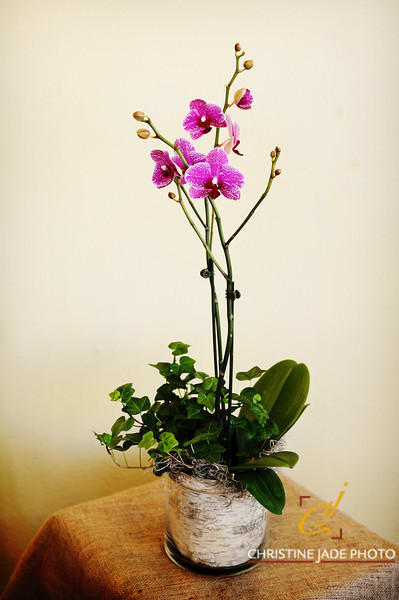 Violet Orchid Violet Orchid - Orchid Arrangement in Ceramic
