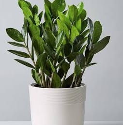 8&quot; ZZ Plant - Botanical Name: Zamioculcas zamiifolia  Common Name: ZZ plant  Origin: Eastern and southern tropics of Africa  •Deep green leaves that alternate on the stem in a herringbone pattern  Planter has a contoured base and watertight.