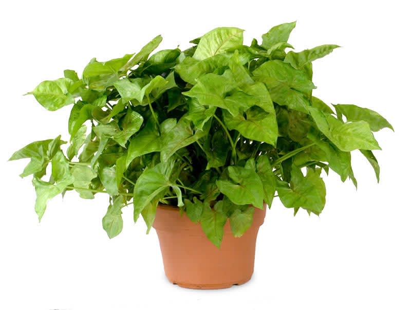  Green Plant - 6&quot; Size plant like a Nepthytis ( arrowhead ) Pothos, Croton, Philodendron  In a Nice Basket or terra cotta pot