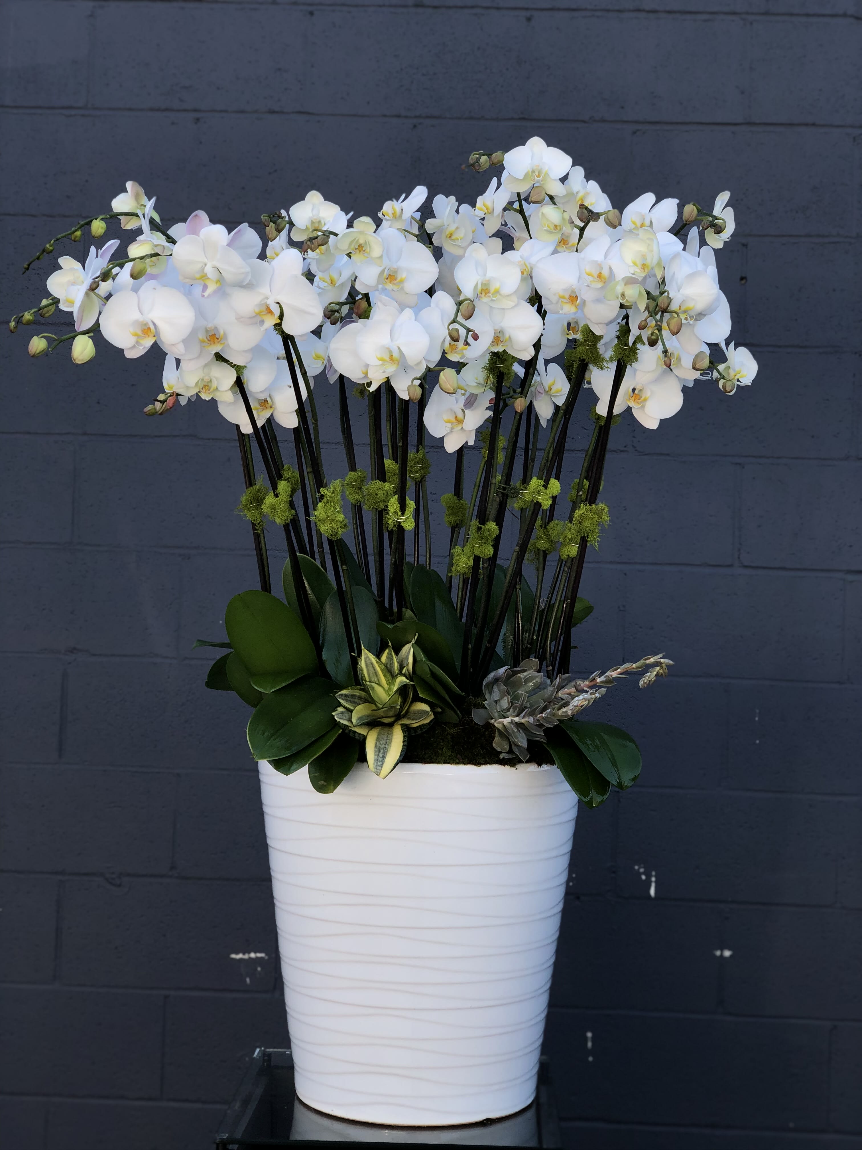 Potted Purity - A luxurious arrangement of over ten, pure white phalaenopsis plants. Standing in a large ceramic pot, this gorgeous celebration of orchids stands over 4 ft tall, and can be enjoyed for weeks.