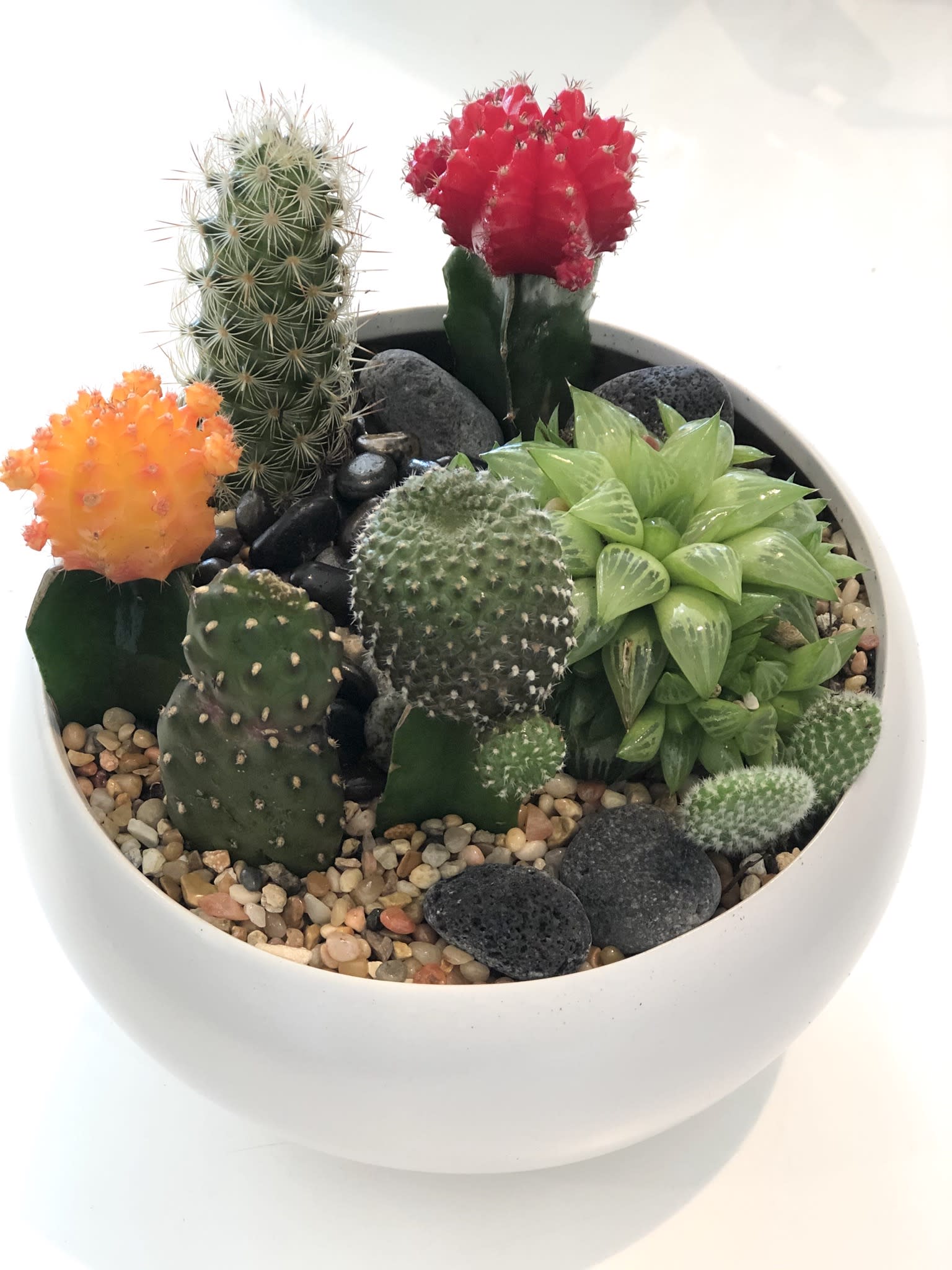 Cactus Bowl Small By Aquarela Gifts Flowers