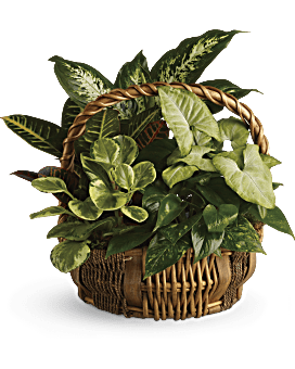 EMERALD GARDEN BASKET - A BASKET OF GREENERY TO FRESHEN UP ANY ROOM. A DELIGHTFUL ASSORTMENT OF GREEN PLANTS PRESENTED IN A HANDLE BASKET.  BASKETS AND PLANTS MAY BE DIFFERENT
