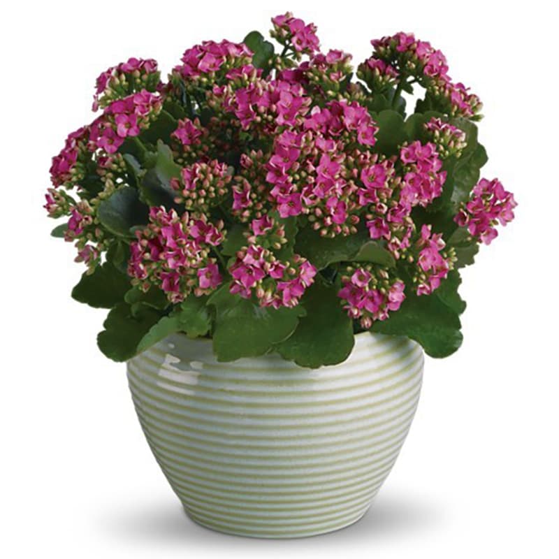 Bountiful Kalanchoe - Bountiful and beautiful, the kalanchoe is one hardy plant that makes a heartfelt gift. It's hand-delivered in a crème ribbed planter.  A succulent pink kalanchoe arrives in a distinctive pot. Just lovely.