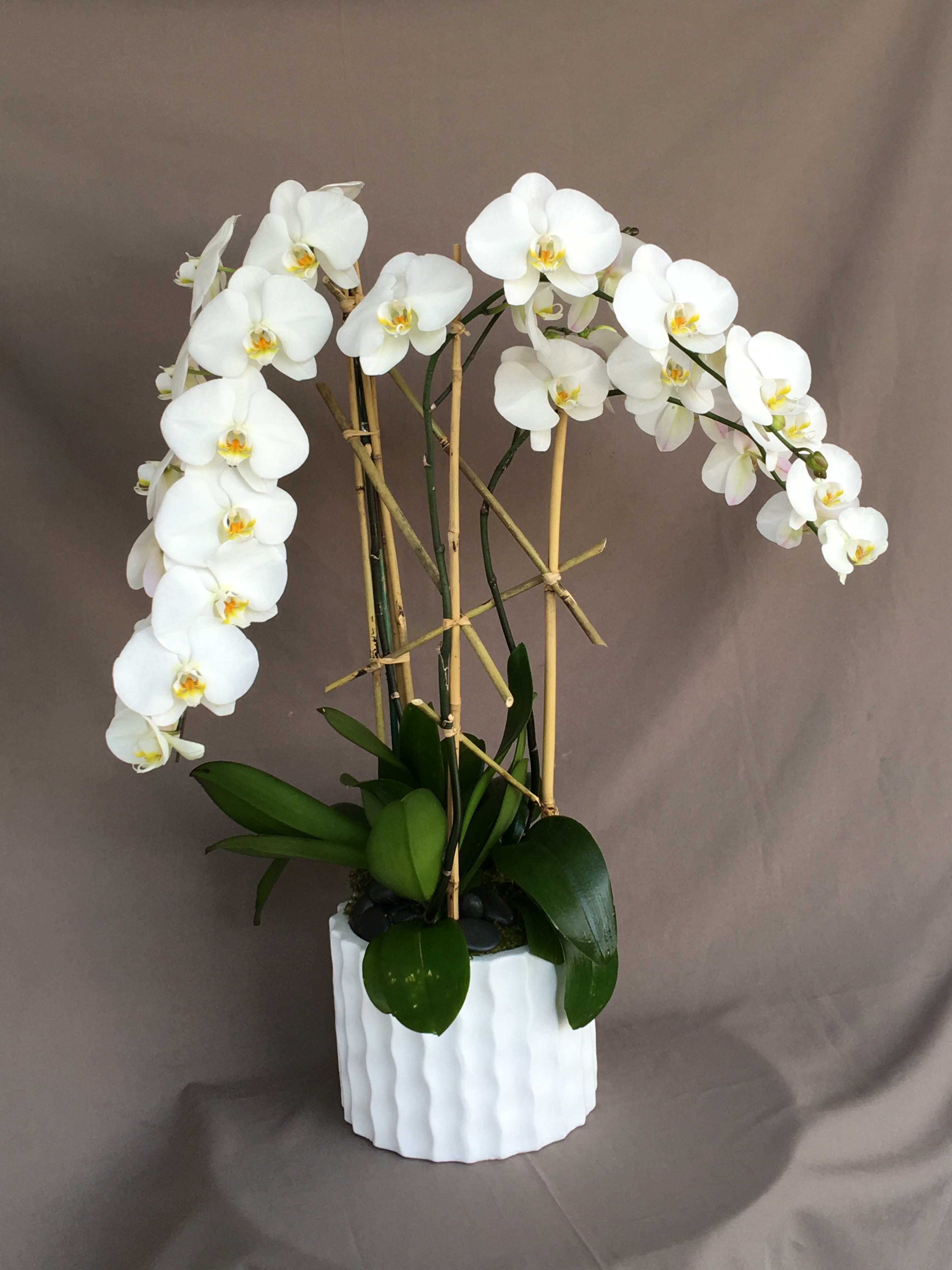 Contemporary White Phalaenopsis Orchid Plant  - White cascading phalaenopsis orchid plant in a white ceramic container.  Great gift for any special occasion. 