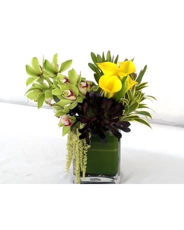  Cymbidium Safari - Cymbidium Safarie  Product ID: DF-1850