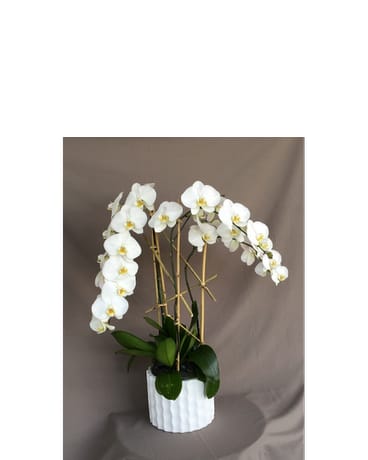 Orchid Blossom - Large tall and beautiful display of white phalaenopsis orchids plants in a white ceramic container. Always elegant, always beautiful, perfect for any occasion.   Product ID: DF-2518