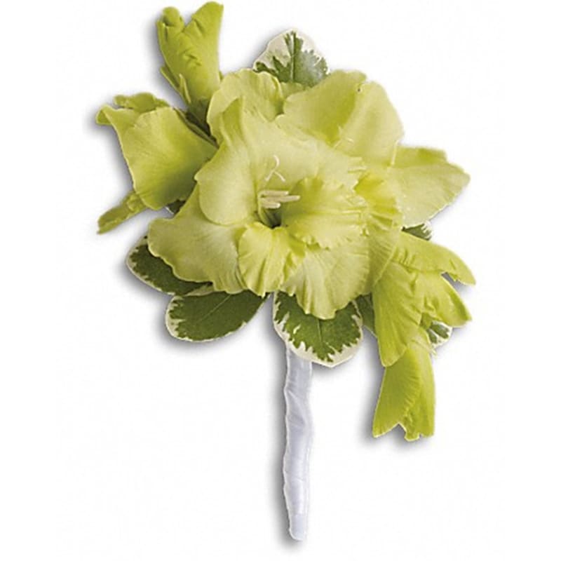 Grand Gladiolus Boutonniere - Stand out from the crowd in soft, stylish green.  Green gladioli and variegated pittosporum in an ivory satin ribbon.  Approximately 5 1/2&quot; W x 8&quot; H  Product ID: T202-5A