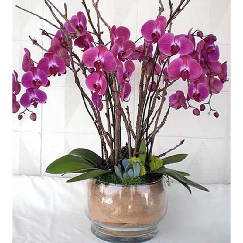  Purple Extravaganza - Exquisite cascading purple Phalaenopsis orchid plants, accessorized with succulents interesting branches in a glass container.  Gorgeous gift that will last for months to come!   Product ID: DF-1592
