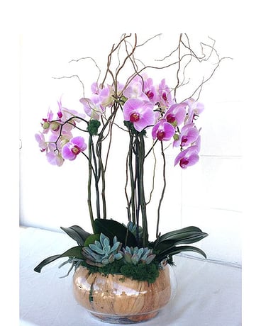  Purple Sensation - Light purple phalaenopsis orchid plants   Product ID: DF-1533