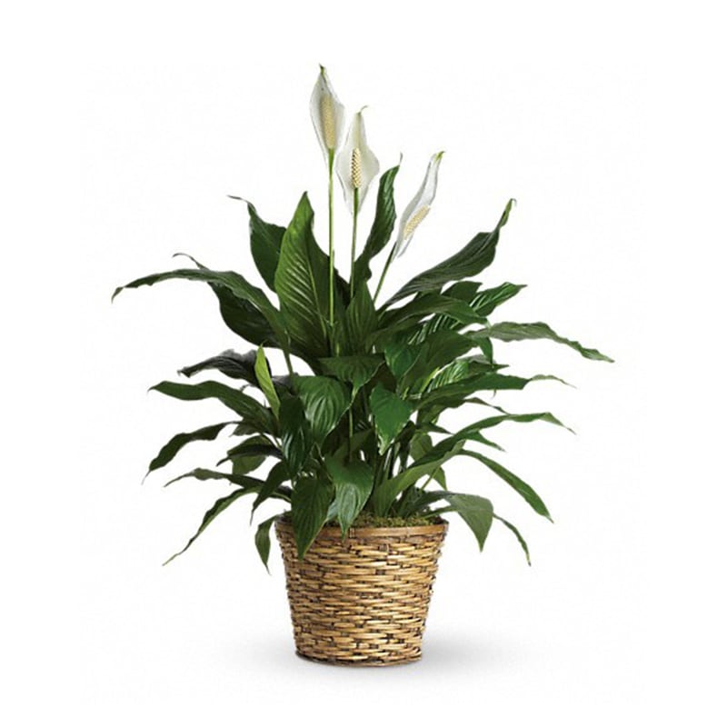 Simply Elegant Spathiphyllum - Medium - Known for its indoor beauty and ability to clear the air of contaminants, this brilliant green plant with dazzling white blossoms makes a perfect gift for almost any occasion. low-maintenance. High quality. Bet you never knew delivering elegance could be this simple.  This spathiphyllum comes in an 8&quot; woven wicker basket. It's a great medium for delivering vitality.  Approximately 30 1/2&quot; W x 37&quot; H