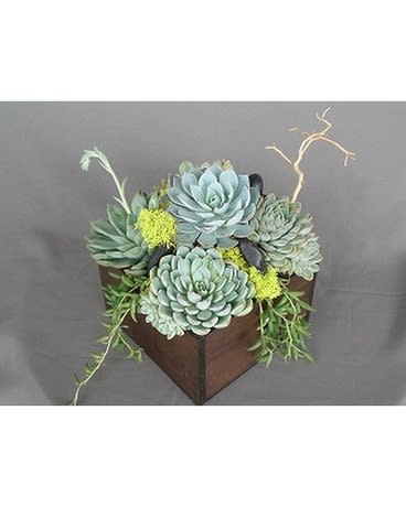 Succulent Gift - Modern square wooden box filled with an array of interesting succulents, accessorized with green moss and river rocks.  Perfect for the home or office!   Product ID: DF-2502