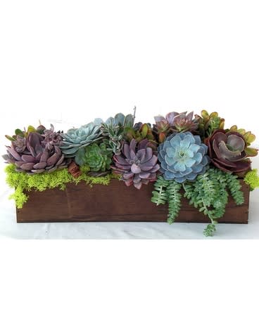 Succulent Heaven - Amazing collection of beautiful succulent plants in different colors and textures all gathered up in a long wooden box.   Product ID: DF-1606