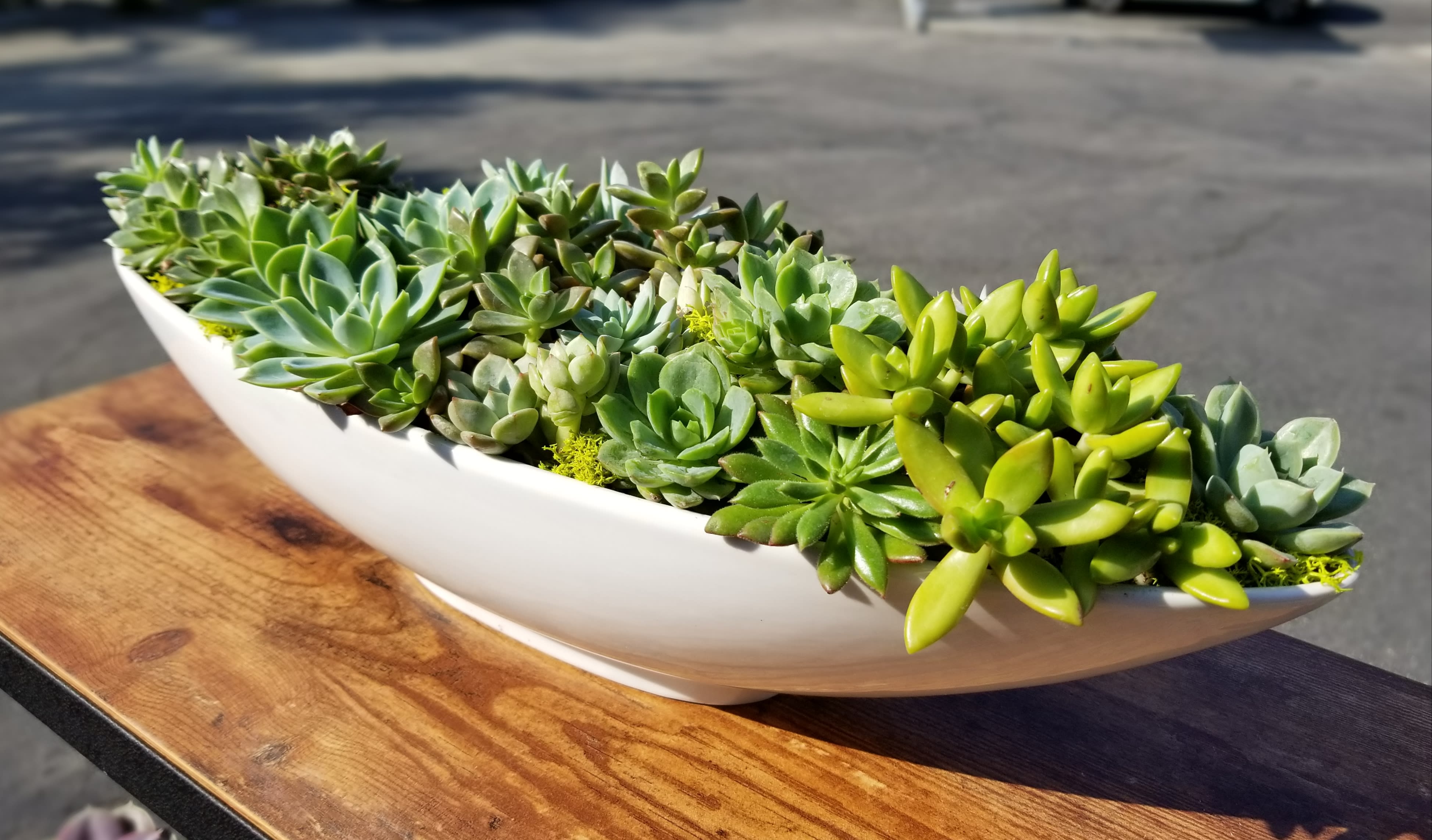 Succulent Starship - Give your home a modern accent with this clean looking succulent garden inside a sleek, white bowl. 
