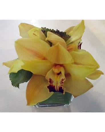 Yellow Cymbidium orchids - Simply stunning small yellow Cymbidium orchids and Galax Leaves. A lovely centerpiece. Available in other colors and sizes. We custom create to fit any budget.  Product ID: DF-149