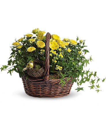 Yellow Trio Basket Yellow Trio Basket - This delightful basket holds a plethora of sunny yellow flowering plants! So sweet, it's no wonder a darling little yellow bird has built its nest inside the basket. Two bright yellow miniature rose plants, plus a yellow kalanchoe and begonia are nestled right beside the little bird and her nest. It's all delivered in a charming round basket. It sends three times the cheer! Product ID: T94-1A