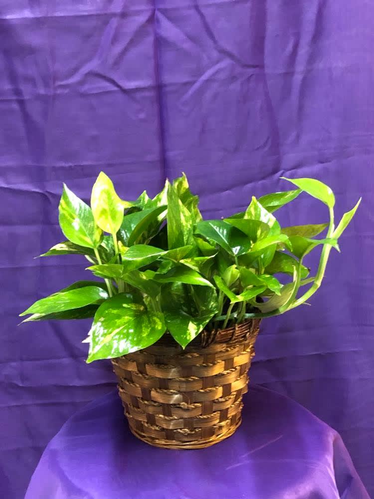 Pothos - 6'' Pothos plant in wicker basket cover. Perfect for adding life to any space!  Botanical name: Epipremnum aureum  Plant care: Water every 1-2 weeks, allowing soil to dry out between waterings. Expect to water more often in brighter light and less often in lower light. Most houseplants prefer temps in the 65°F-85°F range (18°C-30°C). ... Pothos can be irritating to cats, dogs, and humans if foliage consumed
