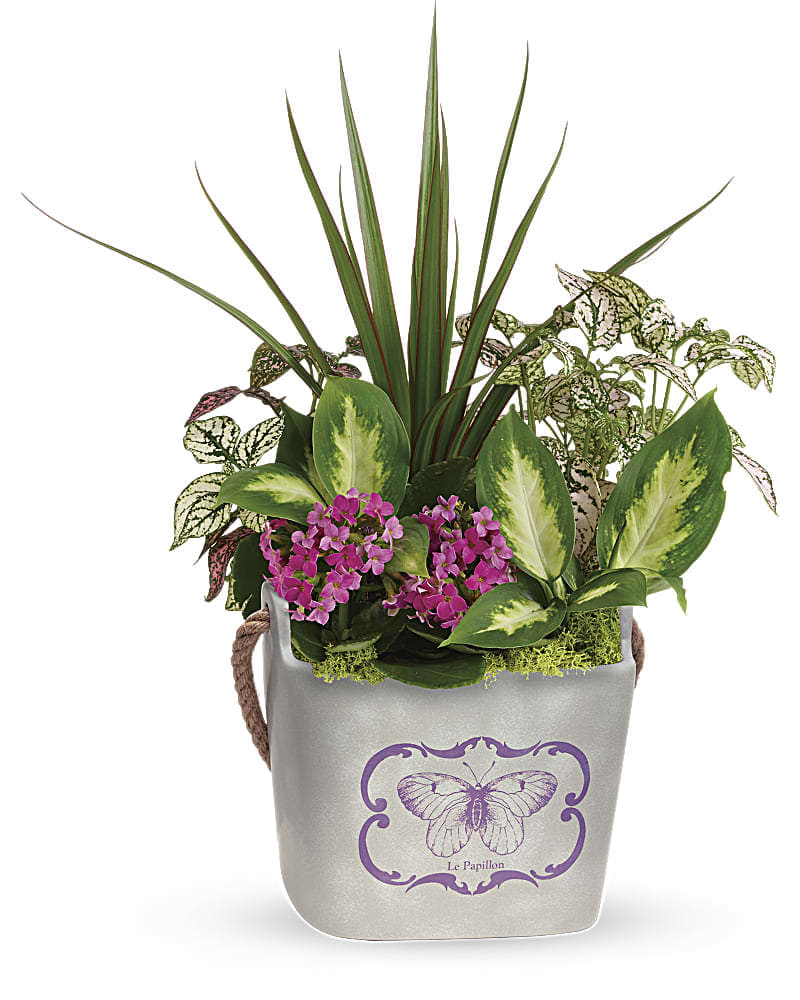 Teleflora's Butterfly Hideaway Plant Garden - This living bouquet will make mom's day! Gorgeous green and pink plants look perfect in this ceramic planter with rope handle and sweet butterfly design. This arrangement of plants includes dieffenbachia camille, compacta dracaena, pink hypoestes, and pink kalanchoe, accented with reindeer moss. Delivered in a Monarch Garden planter.