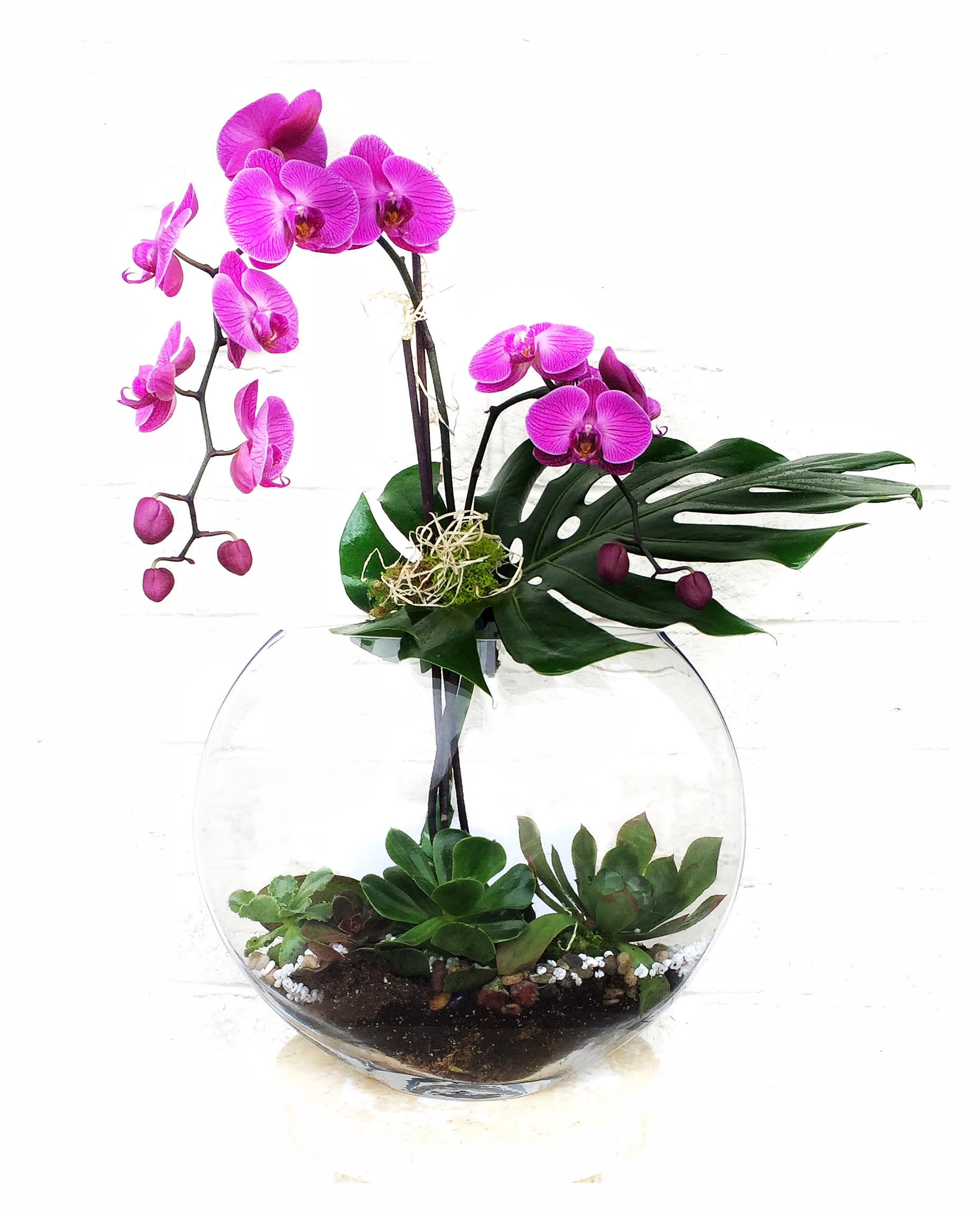 Moonlight - Zen garden design including phalaenopsis orchid and succulent plants in a quality glass vase.