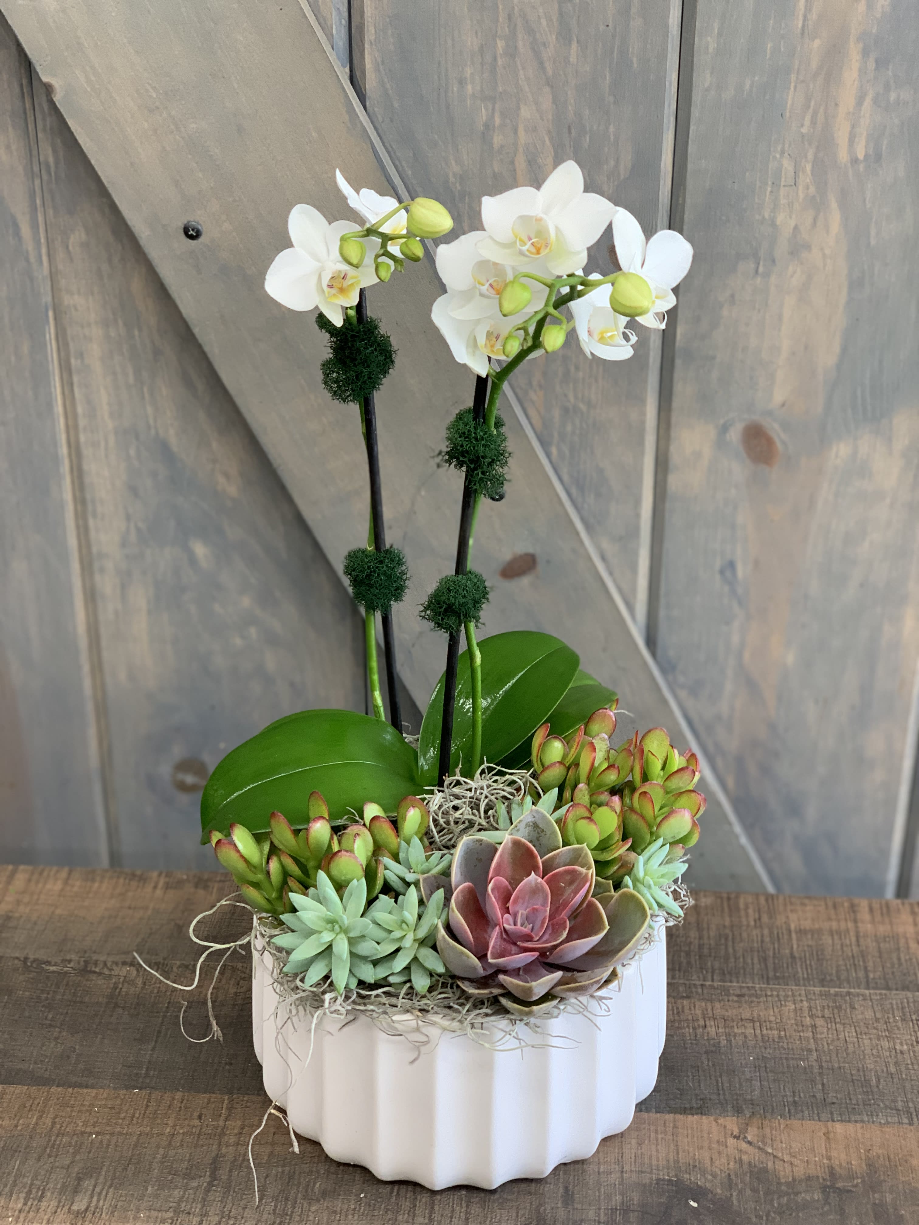 Succulent Orchid Planter - This beautiuful and low profile Miniture Phalaenopsis Orchid is potted with Succulents surrounding them in a white ceramic round container. 