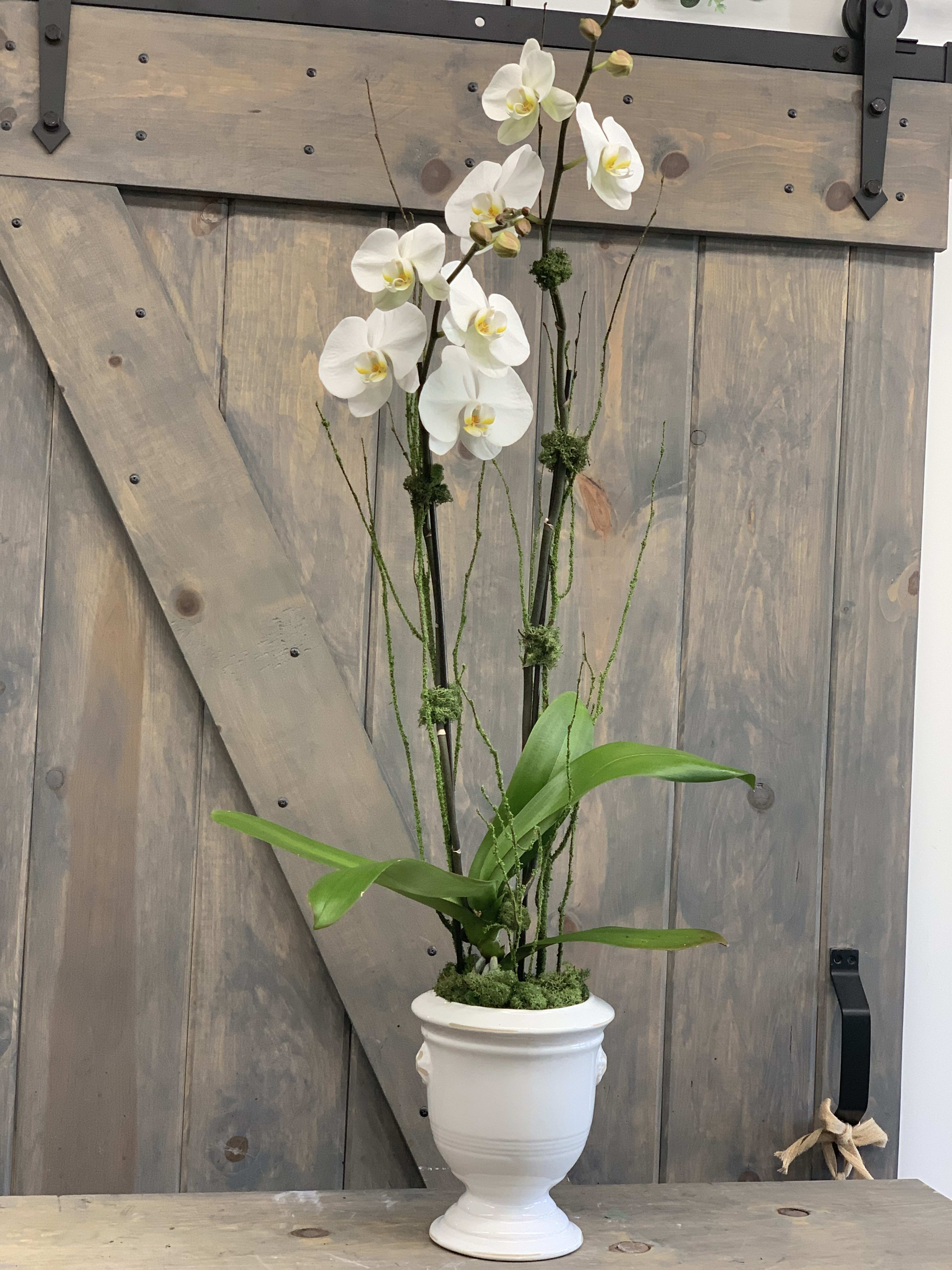 Double-Spiked Orchid - A stunning double-spiked white phalaenopsis orchid in a white ceramic, adorned with branches and a satin bow.