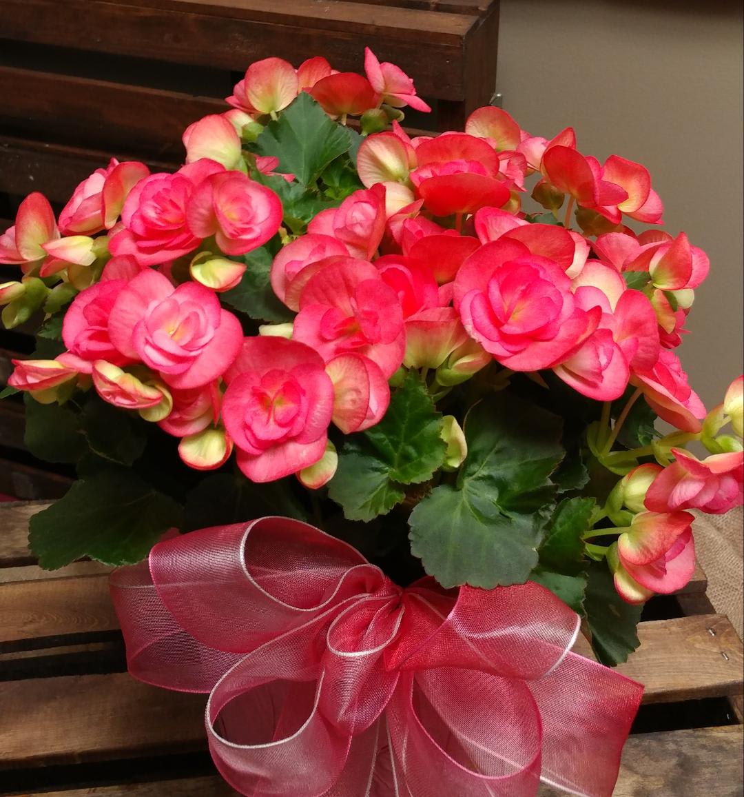 Pink Begonia Custom Design by Cold Spring Floral Pink Begonia Custom Design by Cold Spring Floral - Availability to our blooming that we carry are Kalanchoes, Begonias, Cyclamens, Calandivas, and Mums in a variety of colors,( they come in a 6 in pot)(6 inches is the dimension of the pot size,pictured in a pot cover.) They are available in many colors and subject to availability.