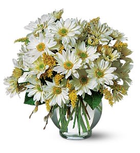 Daisy Cheer [TF58-3] - Like a little sunshine, daisies spread their good cheer to everyone close by. Know someone who could use a little?  White daisies and solidago arrive in a clear glass ivy bowl.  Approximately 10-1/2&quot; W x 11&quot; H  Orientation: All-Around      As Shown : TF58-3  