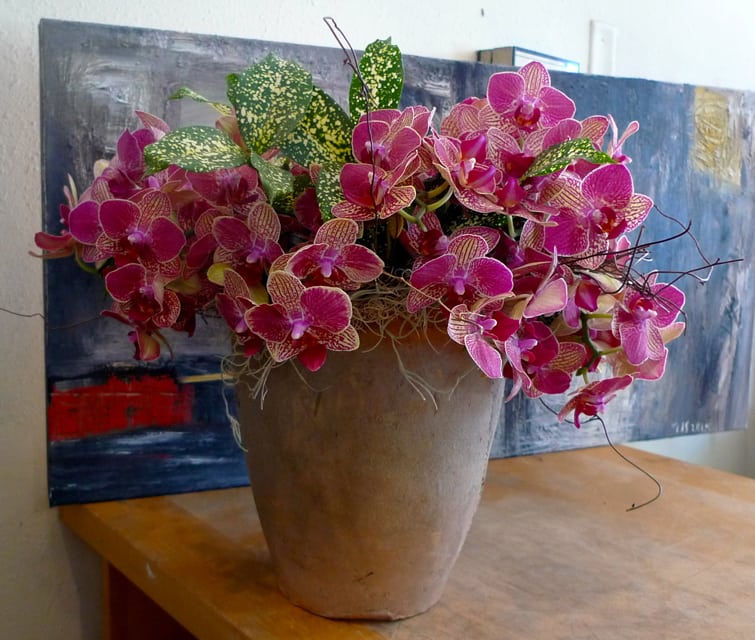 Ravel Ravel - Phalaenopsis Orchids in clay pot
