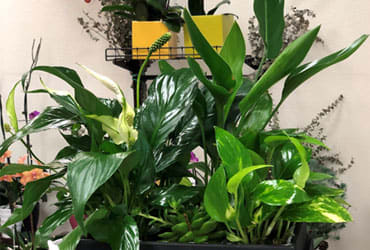 FOREVER GREEN DISH GARDEN - &quot;A gift to grow on! Delivered in a modern tapered tray, this living gift of wispy maidenhair fern and sculptural dracaena plants is sure to freshen up any room.  This fresh green garden includes green compacta dracaena, variegated green compacta dracaena, maidenhair fern, variegated pothos, large natural river rocks and sheet moss. Delivered in a green square tapered tray.  SET: All-Around&quot;